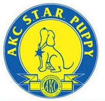 AKC STAR Puppy Class